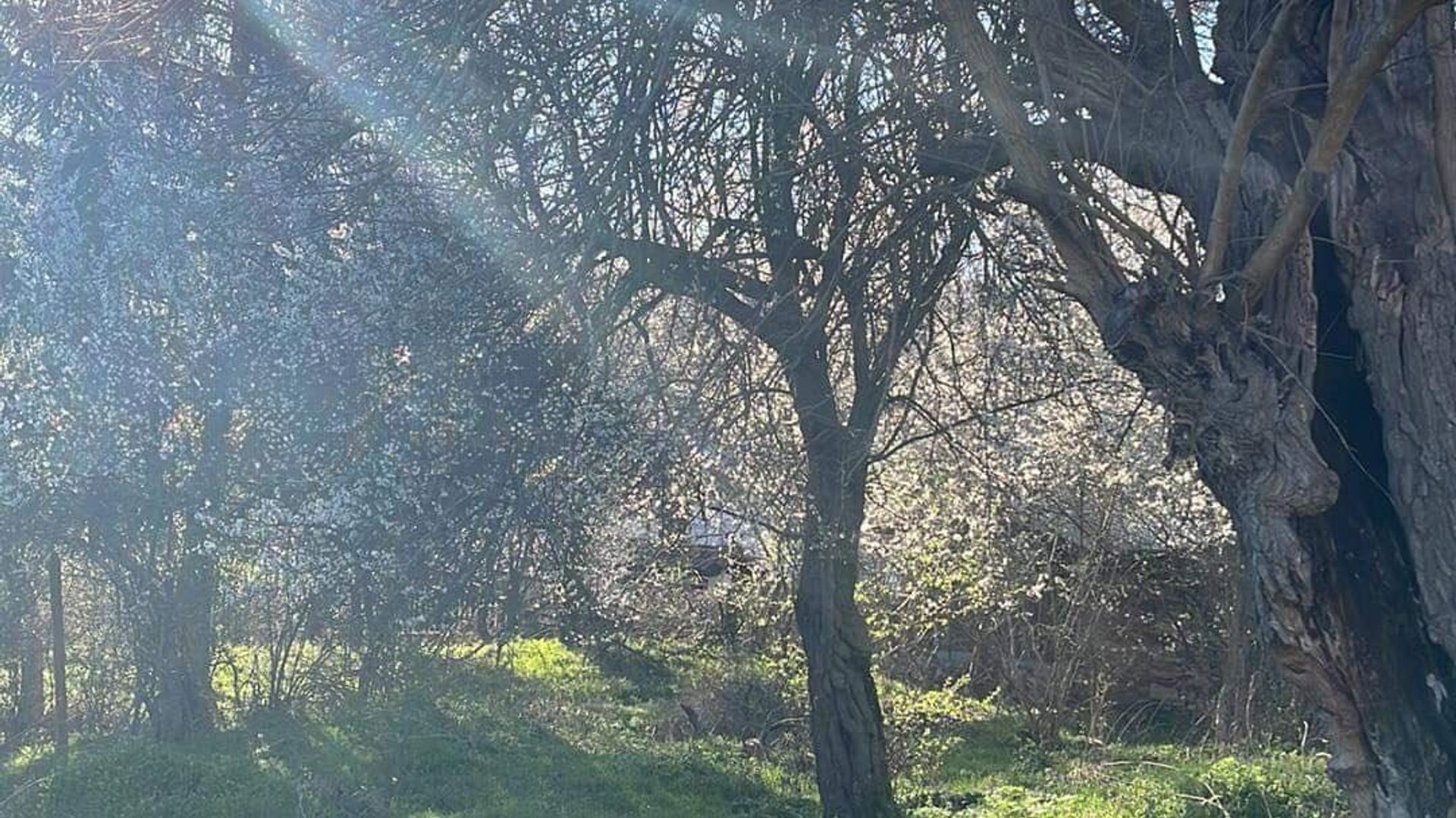 image_1740400373363_9191953206491672.jpeg